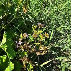 Pelargonium inodorum at Uriarra Village, ACT - 24 Jan 2025 by Mike