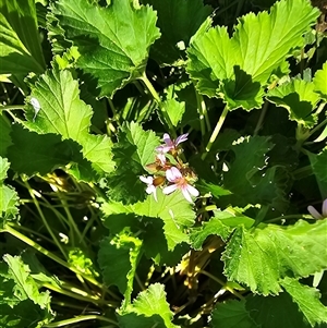 Pelargonium inodorum at Uriarra Village, ACT - 24 Jan 2025 04:35 PM