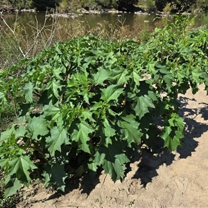 Datura stramonium (Common Thornapple) at Uriarra Village, ACT by Mike