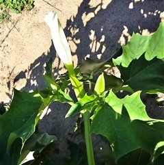 Datura stramonium at Uriarra Village, ACT - 24 Jan 2025 04:33 PM