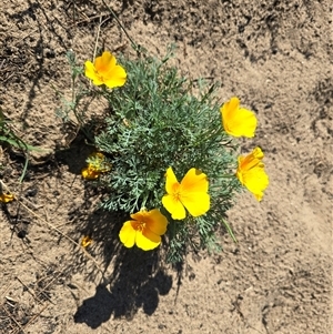 Eschscholzia californica (California Poppy) at Uriarra Village, ACT by Mike