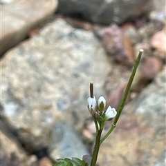 Cardamine paucijuga (Annual Bitter-cress) at Krawarree, NSW - 23 Jan 2025 by JaneR