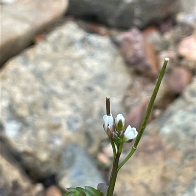 Cardamine paucijuga at Krawarree, NSW - 23 Jan 2025 by JaneR