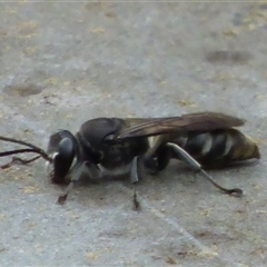 Crabronidae (family) (Sand wasp) at Lenah Valley, TAS - 24 Jan 2025 by VanessaC