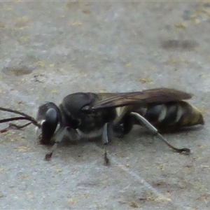 Crabronidae (family) at Lenah Valley, TAS - 24 Jan 2025 02:18 PM