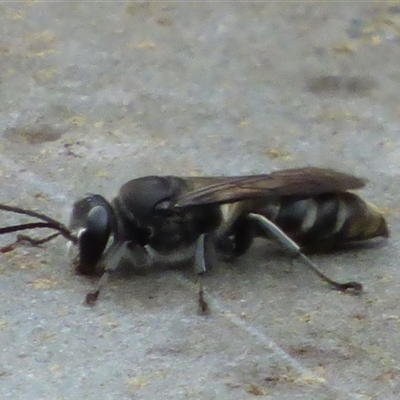 Crabronidae (family) (Sand wasp) at Lenah Valley, TAS - 24 Jan 2025 by VanessaC