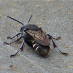 Crabronidae (family) at Lenah Valley, TAS - 24 Jan 2025 02:18 PM