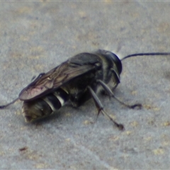 Crabronidae (family) at Lenah Valley, TAS - 24 Jan 2025 02:18 PM