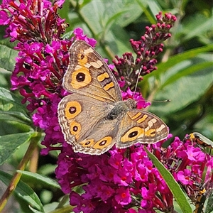 Junonia villida (Meadow Argus) at Braidwood, NSW by MatthewFrawley