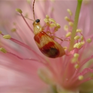 Monolepta juno at Murrumbateman, NSW by SimoneC