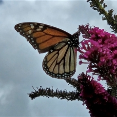 Danaus plexippus (Monarch) at Braidwood, NSW - 24 Jan 2025 by MatthewFrawley