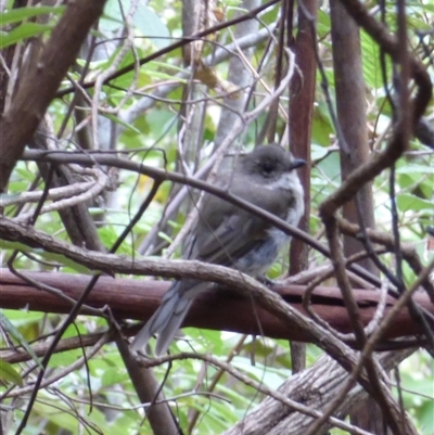 Colluricincla harmonica at Wellington Park, TAS - 24 Jan 2025 by VanessaC