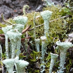 Cladonia sp. (genus) (Cup Lichen) at Wellington Park, TAS - 24 Jan 2025 by VanessaC