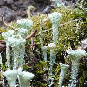 Cladonia sp. (genus) (Cup Lichen) at Wellington Park, TAS by VanessaC