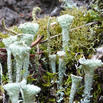 Cladonia sp. (genus) (Cup Lichen) at Wellington Park, TAS - 24 Jan 2025 by VanessaC