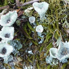 Cladonia sp. (genus) at Wellington Park, TAS - 24 Jan 2025 03:11 PM