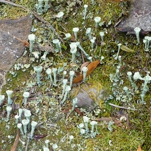 Cladonia sp. (genus) at Wellington Park, TAS - 24 Jan 2025 03:11 PM