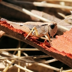 Phaulacridium vittatum (Wingless Grasshopper) at Leneva, VIC - 11 Jan 2025 by KylieWaldon