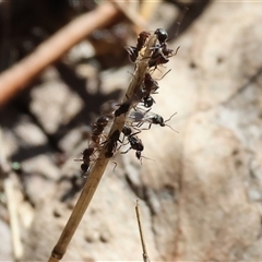 Iridomyrmex sp. (genus) (Ant) at Leneva, VIC - 11 Jan 2025 by KylieWaldon