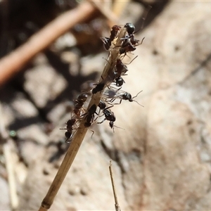 Iridomyrmex sp. (genus) (Ant) at Leneva, VIC by KylieWaldon