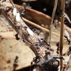 Iridomyrmex sp. (genus) at Leneva, VIC - 12 Jan 2025 09:09 AM