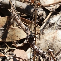 Iridomyrmex sp. (genus) at Leneva, VIC - 12 Jan 2025 09:09 AM