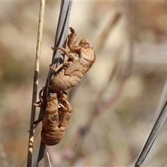 Psaltoda moerens (Redeye cicada) at Leneva, VIC - 11 Jan 2025 by KylieWaldon