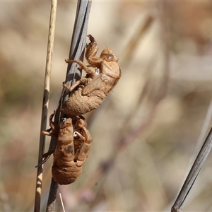 Psaltoda moerens (Redeye cicada) at Leneva, VIC by KylieWaldon