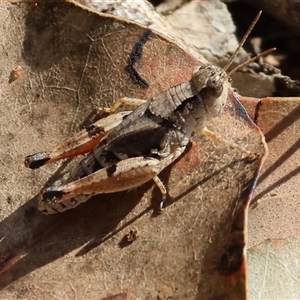 Phaulacridium vittatum (Wingless Grasshopper) at Leneva, VIC by KylieWaldon