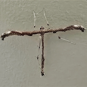 Tetraschalis arachnodes (A Plume moth (Pterophorinae)) at Kangaroo Valley, NSW by Chakola