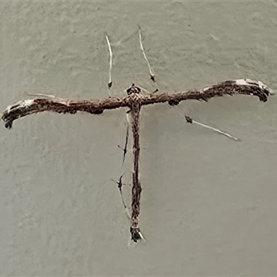 Tetraschalis arachnodes (A Plume moth (Pterophorinae)) at Kangaroo Valley, NSW - 20 Jan 2025 by Chakola