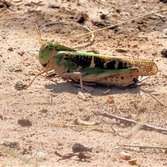 Gastrimargus musicus (Yellow-winged Locust or Grasshopper) at Leneva, VIC - 11 Jan 2025 by KylieWaldon