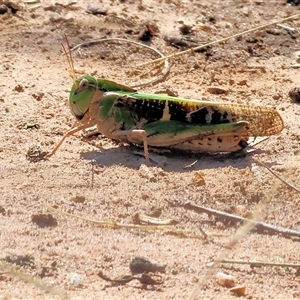 Gastrimargus musicus at Leneva, VIC - 12 Jan 2025 09:10 AM