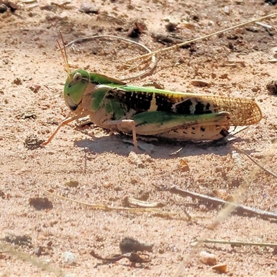 Gastrimargus musicus (Yellow-winged Locust or Grasshopper) at Leneva, VIC - 12 Jan 2025 by KylieWaldon