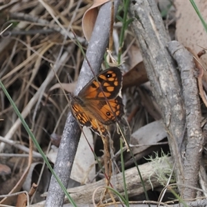 Geitoneura klugii (Marbled Xenica) at Brindabella, NSW by RAllen