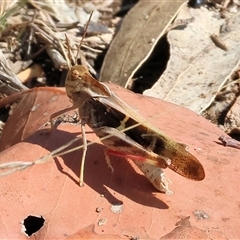 Gastrimargus musicus (Yellow-winged Locust or Grasshopper) at Leneva, VIC - 12 Jan 2025 by KylieWaldon