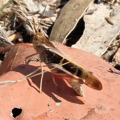 Gastrimargus musicus (Yellow-winged Locust or Grasshopper) at Leneva, VIC - 12 Jan 2025 by KylieWaldon