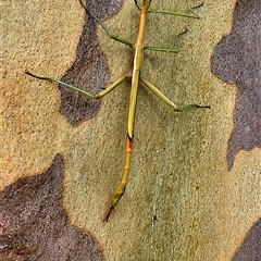 Unidentified Stick insect (Phasmatodea) at Kangaroo Valley, NSW - 4 Jan 2025 by Chakola