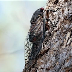 Psaltoda moerens (Redeye cicada) at Leneva, VIC - 11 Jan 2025 by KylieWaldon