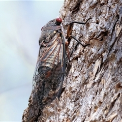 Psaltoda moerens at Leneva, VIC - 12 Jan 2025 09:28 AM