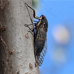 Psaltoda moerens at Leneva, VIC - 12 Jan 2025 09:28 AM