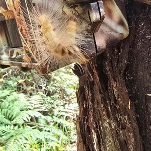 Orgyia anartoides (Painted Apple Moth) at Kangaroo Valley, NSW by Chakola