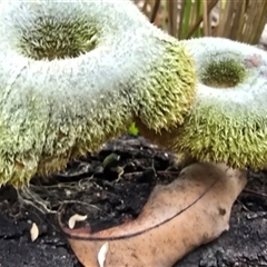 Unidentified Fungus at Kangaroo Valley, NSW - 11 Jan 2025 by Chakola