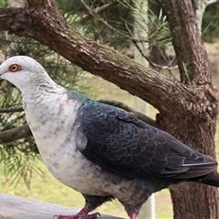 Columba leucomela (White-headed Pigeon) at Kangaroo Valley, NSW - 16 Jan 2025 by Chakola