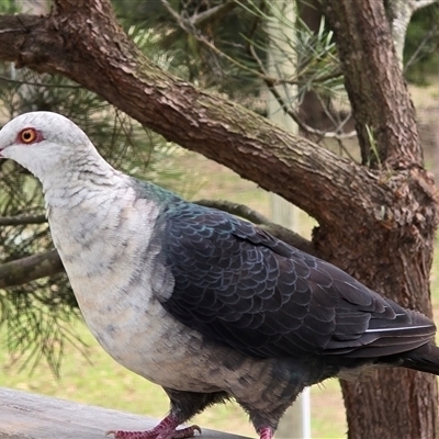 Columba leucomela (White-headed Pigeon) at Kangaroo Valley, NSW - 17 Jan 2025 by Chakola