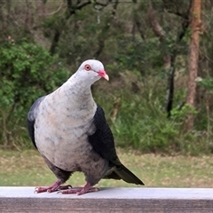 Columba leucomela at Kangaroo Valley, NSW - 17 Jan 2025 10:04 AM