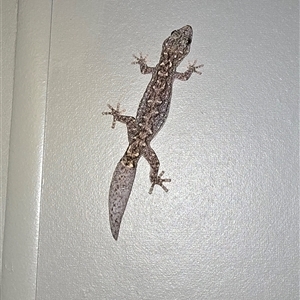 Unidentified Monitor or Gecko at Kangaroo Valley, NSW by Chakola