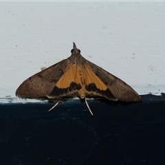 Uresiphita ornithopteralis (Tree Lucerne Moth) at Higgins, ACT - 23 Jan 2025 by AlisonMilton