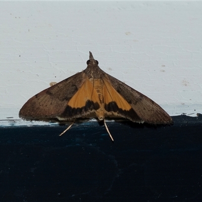 Uresiphita ornithopteralis (Tree Lucerne Moth) at Higgins, ACT - 23 Jan 2025 by AlisonMilton