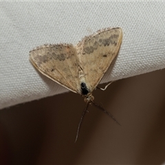 Scopula rubraria (Reddish Wave, Plantain Moth) at Higgins, ACT - 23 Jan 2025 by AlisonMilton